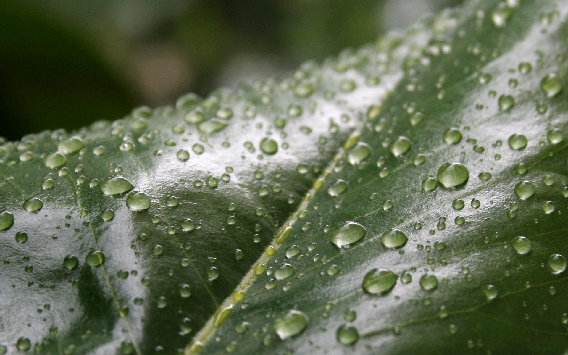 Download wallpaper for 1366x768 resolution | Leaves Leaf Water Drop ...
