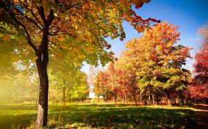 Autumn trees and leaves wallpaper thumb