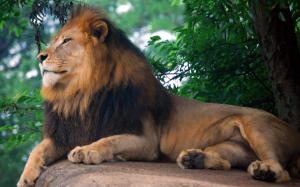 Lion King of Zoo wallpaper thumb
