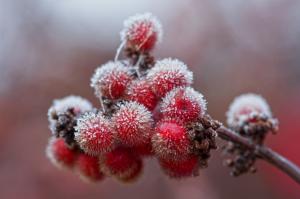 Berries fall ice wallpaper thumb