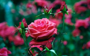 Garden of red roses close-up wallpaper thumb