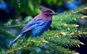 Blue feathers bird, spruce, branches, forest wallpaper thumb