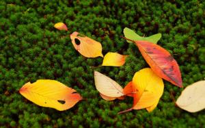 Leaves Autumn Fall Nature Moss Seasons Colors Photo Background wallpaper thumb