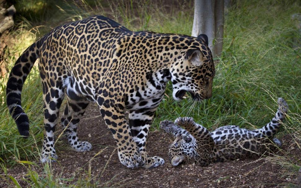 Jaguar and its cub playing wallpaper,animals HD wallpaper,1920x1200 HD wallpaper,jaguar HD wallpaper,1920x1200 wallpaper