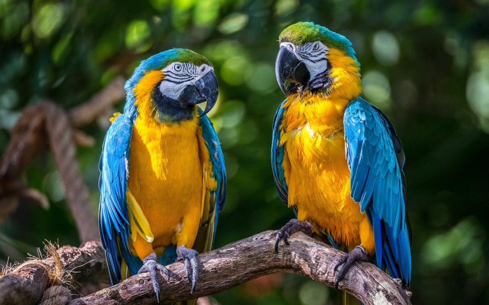 Blue-and-yellow macaw wallpaper,couple HD wallpaper,parrots HD wallpaper,birds HD wallpaper,Blue-and-yellow macaw HD wallpaper,macaws HD wallpaper,2048x1280 wallpaper