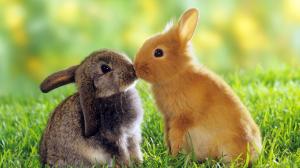 kissing, Small rabbits, animals, cute, grass, love, friendship wallpaper thumb