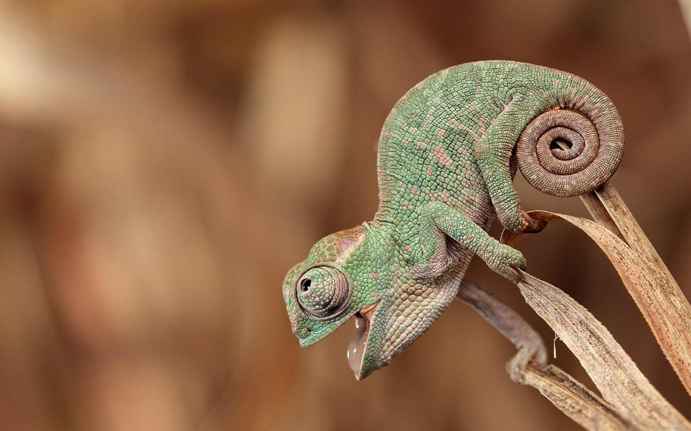 Green Chameleon wallpaper,chameleon HD wallpaper,animal HD wallpaper,2560x1600 wallpaper