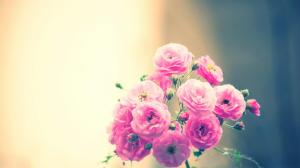 Nature Flowers Soft Life Pink Photography Free Photos wallpaper thumb