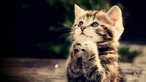 Prayer, kitten, cat, animal, cute wallpaper thumb
