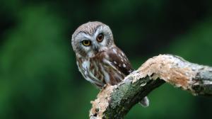 Small Owl on Branch wallpaper thumb