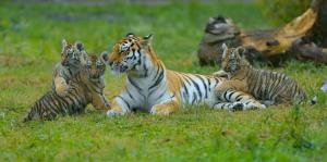 Tigress motherhood wallpaper thumb