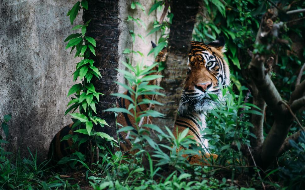 Tiger Jungle HD wallpaper,animals HD wallpaper,tiger HD wallpaper,jungle HD wallpaper,2560x1600 wallpaper