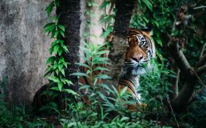 Tiger Jungle HD wallpaper thumb