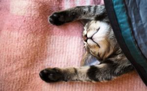 Cute cat sleeping, blanket wallpaper thumb