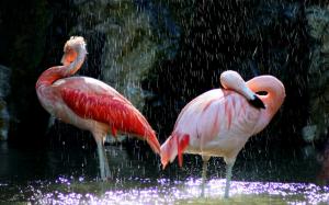 Birds close-up, flamingos, water, splash wallpaper thumb