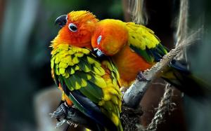 Parrots Couple wallpaper thumb