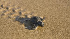 Animals, Turtle, Sand, Crawling, Sunshine, Photography wallpaper thumb