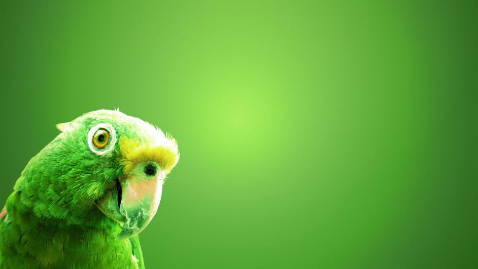 Bird Green HD wallpaper,animals HD wallpaper,green HD wallpaper,bird HD wallpaper,1920x1080 wallpaper