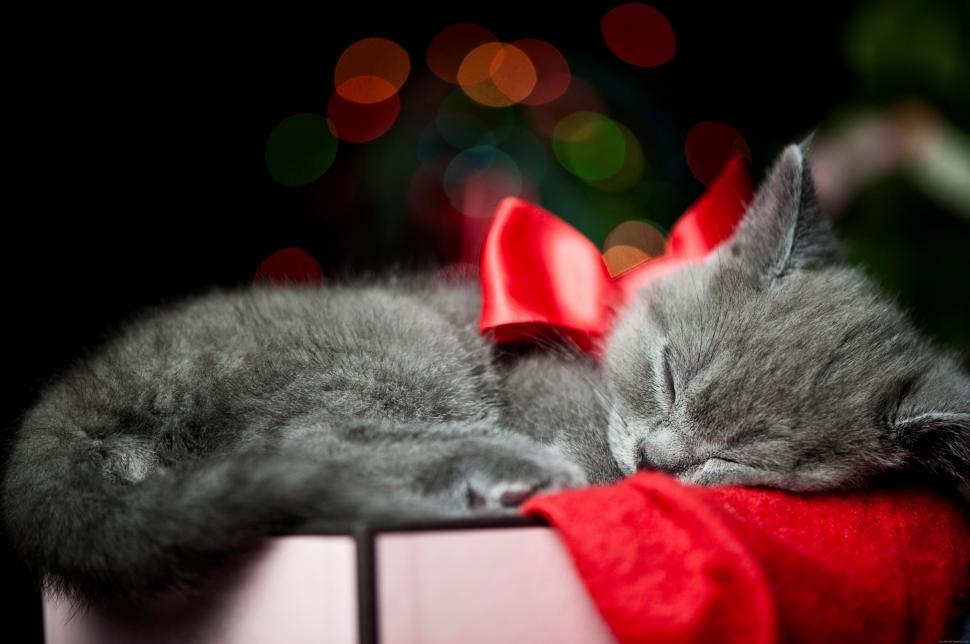 Cat sleeping on a christmas box wallpaper,cat HD wallpaper,animal HD wallpaper,christmas HD wallpaper,ribbon HD wallpaper,holidays HD wallpaper,sleep HD wallpaper,4001x2660 wallpaper