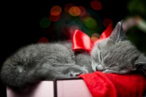 Cat sleeping on a christmas box wallpaper thumb