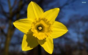 The Happy Daffodil wallpaper thumb