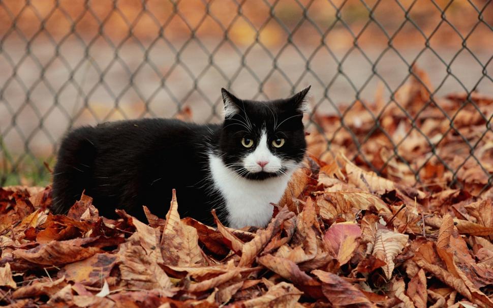 Fence, leaves, autumn, black and white cat wallpaper,Fence HD wallpaper,Leaves HD wallpaper,Autumn HD wallpaper,Black HD wallpaper,White HD wallpaper,Cat HD wallpaper,1920x1200 wallpaper
