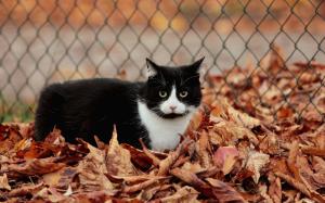 Fence, leaves, autumn, black and white cat wallpaper thumb