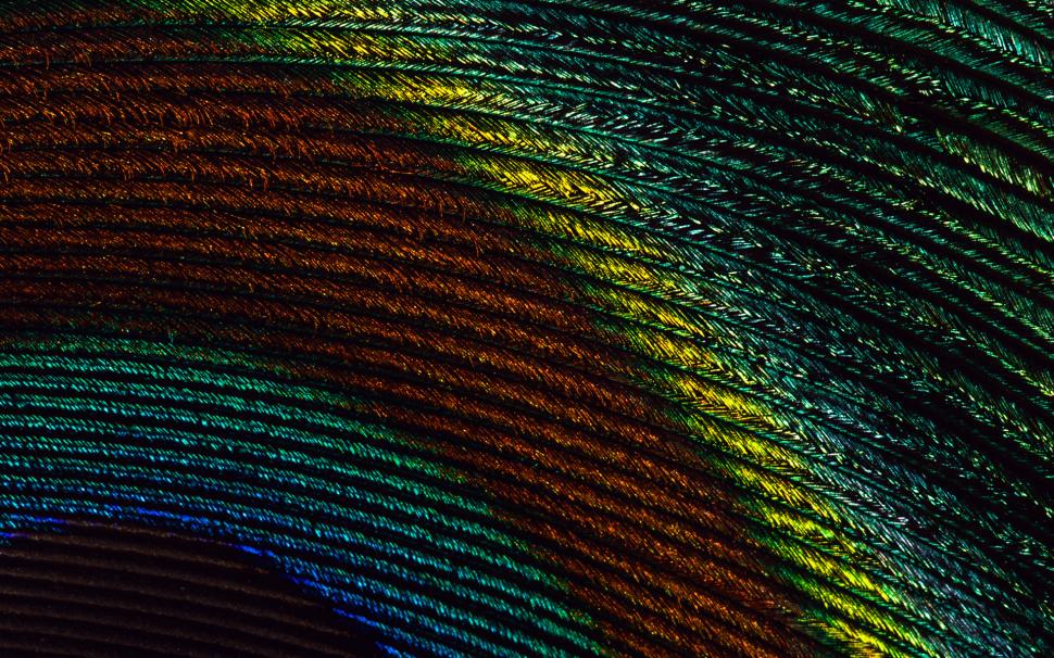 Feather, Colorful, Close Up wallpaper,feather HD wallpaper,colorful HD wallpaper,close up HD wallpaper,1920x1200 wallpaper