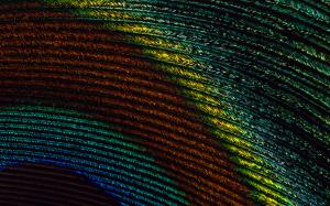Feather, Colorful, Close Up wallpaper thumb