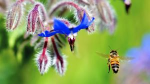 Flower, blue petals, bee flying, insect wallpaper thumb