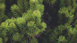 trees plants nature pine trees wallpaper thumb