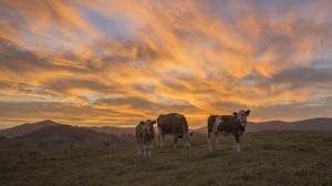 Cow Sunset Clouds HD wallpaper thumb