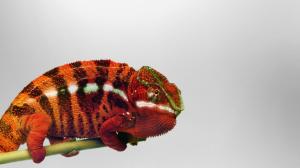 Chameleon Lizard HD wallpaper thumb