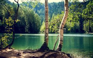 Lake, forest, trunk wallpaper thumb