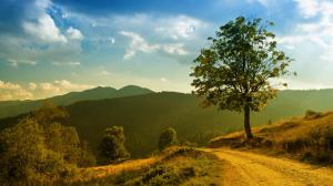 Mountain forest trees landscape, grass footpath, morning sun and clouds wallpaper thumb
