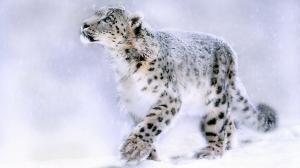 Snow Leopard Painting wallpaper thumb