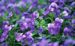 Pansies flowers, violet, meadow, macro photography wallpaper thumb
