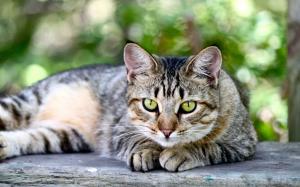 American Shorthair Sitting on Wooden Table wallpaper thumb