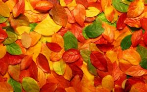 Autumn carpet of leaves wallpaper thumb