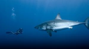 Shark Fish Diver Blue Underwater HD wallpaper thumb