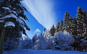 Winter, thick snow, spruce, trees wallpaper thumb