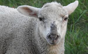 Sheep muzzle wallpaper thumb