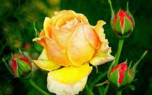 Beautiful Yellow Rose wallpaper thumb