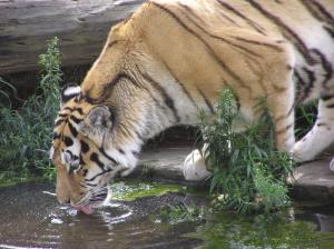 Tiger Drinking Water :d wallpaper thumb