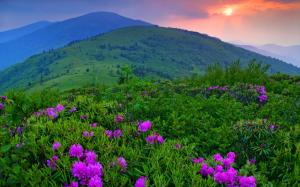 Sunset, mountains, flowers, grass, trees wallpaper thumb