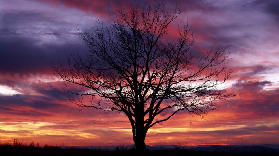 Sunset Tree Shadow Silhouette Clouds HD wallpaper,nature HD wallpaper,clouds HD wallpaper,sunset HD wallpaper,tree HD wallpaper,silhouette HD wallpaper,shadow HD wallpaper,1920x1080 wallpaper