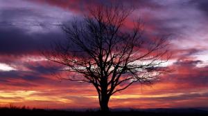 Sunset Tree Shadow Silhouette Clouds HD wallpaper thumb