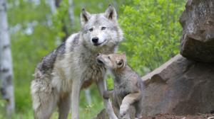 Gray Wolf Cub wallpaper thumb