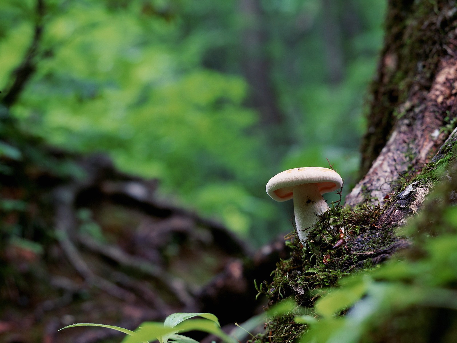 Macro Single Mushroom Free Background Desktop wallpaper | nature and  landscape | Wallpaper Better