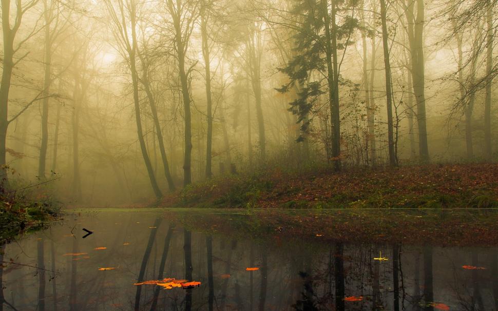 Nature, Landscape, Mist, Forest, Morning, Trees, Leaves, Water, Reflection, Calm wallpaper,nature HD wallpaper,landscape HD wallpaper,mist HD wallpaper,forest HD wallpaper,morning HD wallpaper,trees HD wallpaper,leaves HD wallpaper,water HD wallpaper,reflection HD wallpaper,calm HD wallpaper,1920x1200 wallpaper